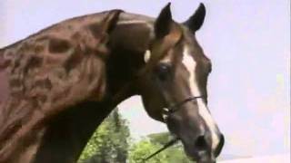 Nariadni  Legendary Russian Arabian Stallion  Muscats Best Friend [upl. by Mode435]