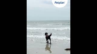 Beach Hazards For Dogs Swimming Difficulties [upl. by Emerald]