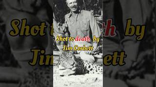 Maneating leopard in India jimcorbett shortsfeed shortviral rudraprayag trendingshorts [upl. by Nairam]