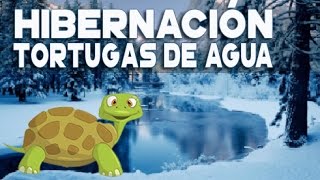 Hibernación de las tortugas de agua y semiacuáticas [upl. by Vinny]