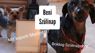 Beni a yorki szülinap Mit kapott Merlintől🎂 Kutya party🎊 😋🐶 merlinkalandok [upl. by Sandy457]