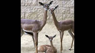 Gerenuk  The Standing Antelope 😱 shorts animals trending antelope viral [upl. by Ailatan]