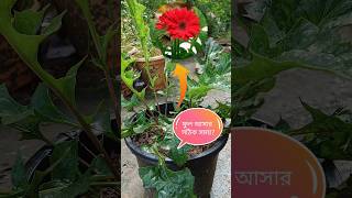 জারবেরা গাছের ফুল আসার সঠিক সময়gardening gerbera jamesoniiBarberton daisy Plantgarden facts [upl. by Gretna699]