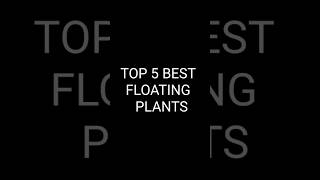 TOP 5 BEST FLOATING PLANTS FOR YOUR AQUARIUM aquariumplants aarushaquatics ytshorts [upl. by Om]