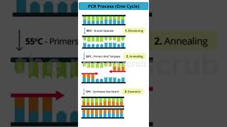 PCR mechanism [upl. by Hctim]