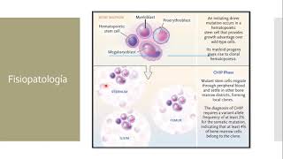 Clase 19 – Síndrome mielodisplásico – Neutropenia Febril [upl. by Lisandra]