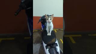 Calico Kitten For Adoption  5 Months Fyfy from Kuala Lumpur [upl. by Fiden]