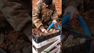 Real Gold Found Modular System Back in Action GoldPanning [upl. by Wat]