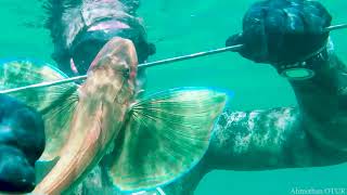 Spearfishing red gurnard zıpkın kırlangıç balığı avı [upl. by Vookles]