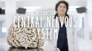 Neuroanatomy S1 E1 Intro to the Central Nervous System neuroanatomy science medicine brain [upl. by Gnni]