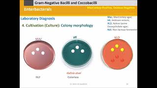 Diagnostic Microbiology Enterobacterals Enterobacteriaceae [upl. by Imre]