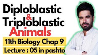 Diploblastic and Triploblastic Organization  11 biology chapter 9 in pashto  Lecture 05 [upl. by Ivar]