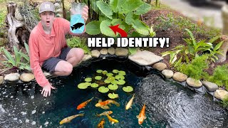 Fish Trap Catches MYSTERIOUS Fish in My BACKYARD POND [upl. by Crescin155]