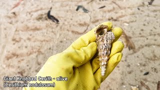 Virtual Shelling Episode 6  Rainbow After Rain  Finding Seashells [upl. by Zeiger968]