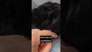 Promise the Black Cat Reovers From Leg Amputation with Churus and Lots of Scritchins Fibrosarcoma [upl. by Lepine]