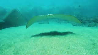 Gymnura Butterfly Ray diamondshaped ray with large pectoral fins and a broad smooth body [upl. by Eelessej469]