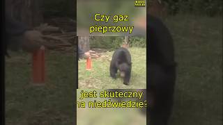 Czy GAZ Pieprzowy Zatrzyma Niedźwiedzia [upl. by Einahpets]