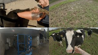 Wet Weather  Spraying  AI Cows [upl. by Flan]