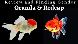 Simply Amazing Aquarium Fish  Oranda amp Redcap Goldfish [upl. by Ynohtnael]