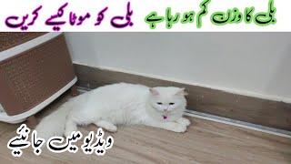 What causes a cat to lose weight  my cat is losing weight but still eating [upl. by Odnavres]