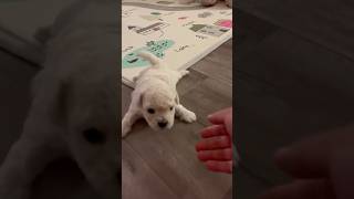 Maltipoo pups playing around maltipoo puppy dog doglover fyp fypシ゚viral fy [upl. by Fae]