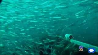 Fish of the Houtman Abrolhos Islands [upl. by Read200]