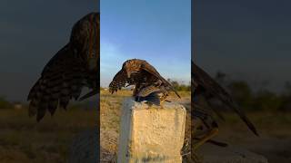 The Art of Falcon Hunting falcons birds wildlife shorts [upl. by Anissa]