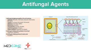 Antifungal drugs Pharmacology Classifications Examples Mechanism of action and Side effects [upl. by Suivatco]