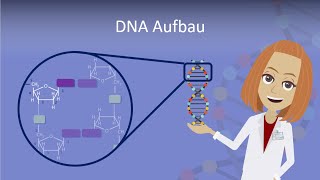 DNA Aufbau leicht erklärt [upl. by Linet793]