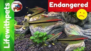 Endangered Fish Denison Barb [upl. by Drwde]