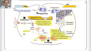 Lisosomas peroxisomas y glioxisomas V43 [upl. by Hillman]