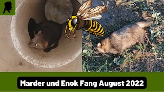 Erst Marder Fang dann Marderhund FangWespen an der FalleJagd 2022TrapperInfo [upl. by Rue]