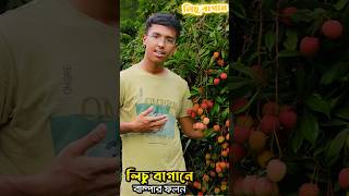 এক বাগানে ৬০ লক্ষ টাকার লিচু  Litchi Tree  Litchi Season in Bangladesh  ARH Vlogs [upl. by Pontius916]