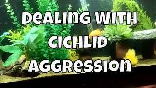 Dealing With Cichlid Aggression  How To Deal with Aggressive Fish  How to Stop Fighting Cichlids [upl. by Latia144]