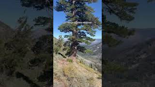 Hiking in Desolation Wilderness [upl. by Naesed]