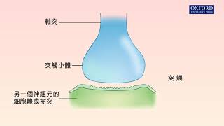 動畫161 神經脈衝在神經元之間的傳遞 [upl. by Rich]