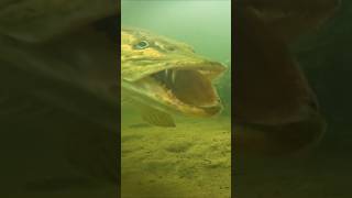 This pike is yawning 🥱 pike fishing underwaterworld [upl. by Aerdnas666]