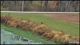 Decorah EaglesBald Eagle Chases Subadult Around HatcherySubadult Hides In Pond Grasses11924 [upl. by Kumagai]