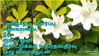 How to grow parijatham in terrace garden in tamilSujisgarden [upl. by Jacquette]