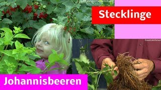 Johannisbeeren Stecklinge Steckholz im Sommer selber machen [upl. by Mahsih]