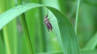 Cattail Mosquito Culicidae Coquilletidia Female with Blood [upl. by Teik719]