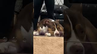 Whelps There goes our exercise 🤣😂 funnydog funnyvideo viralshort viralvideo pitbull share [upl. by Ephraim]