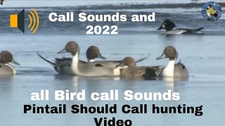 Pintail Should Call hunting Video [upl. by Notla274]