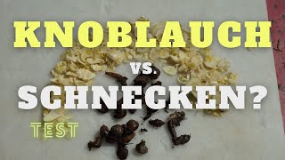 Kann Knoblauch Schnecken abschrecken Im Test [upl. by Bronez]