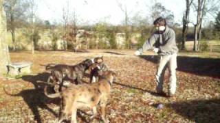 American Bandog Mastiffs Play Tug [upl. by Tirma]