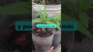 Como hacer crecer melocotones viralvideo plantas jardines jardineando gardening jardineras [upl. by Lello]