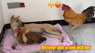 The rooster suspects that the dog and hen are having an affairThe rooster is very angryso funny [upl. by Sonya353]