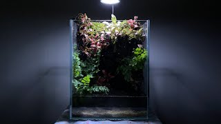 Paludarium with Fittonia fernterrariumaquaterrariumnano tank피토니아와 고사리가 있는 팔루다리움 테라리움 [upl. by Bryan]