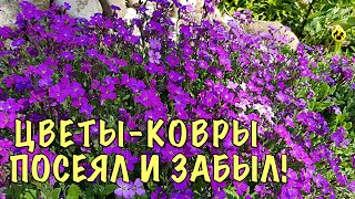 ОНИ ИЗБАВЯТ ОТ СОРНЯКОВ Цветыковры Растут БЕЗ УХОДА и УКРАШАЮТ сад ДО СНЕГА [upl. by Vania645]