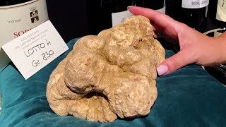 Who Paid 117000 for a 18 Pound Hunk of Fungus [upl. by Thagard]